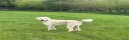 Mixed Breed dogs for sale: ST /BERNADOODLE BOY 10 MONTHS OLD - Advert 2