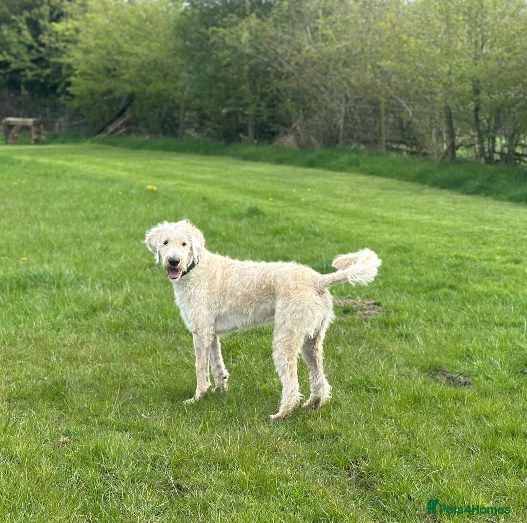 Mixed Breed dogs for sale: ST /BERNADOODLE BOY 10 MONTHS OLD - Advert 2