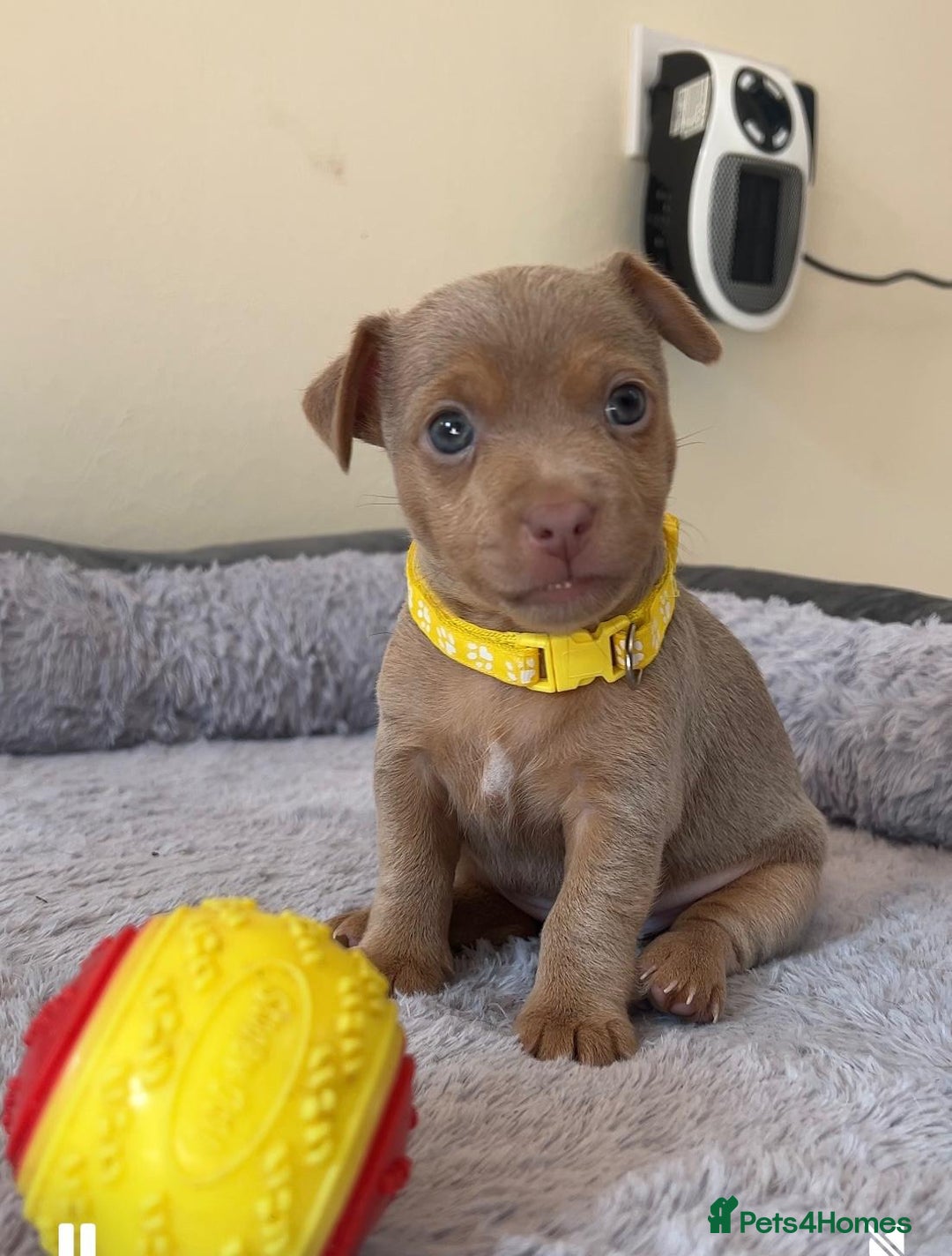 Jack Russell dogs for sale: Jack Russell puppies. - Image 1