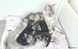 Maine Coon cats for sale: GCCF Registered - Maine Coon Kittens - Image 22