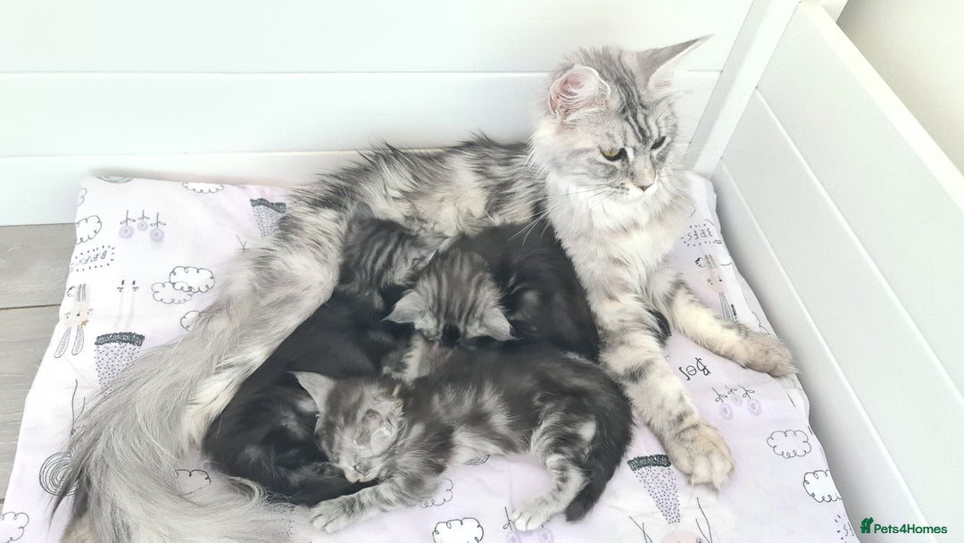 Maine Coon cats for sale: GCCF Registered - Maine Coon Kittens - Image 22