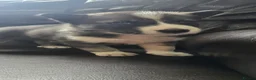 Siberian Husky dogs for sale: Pure Bred Siberian Husky Puppies in Rhyl - Advert 4