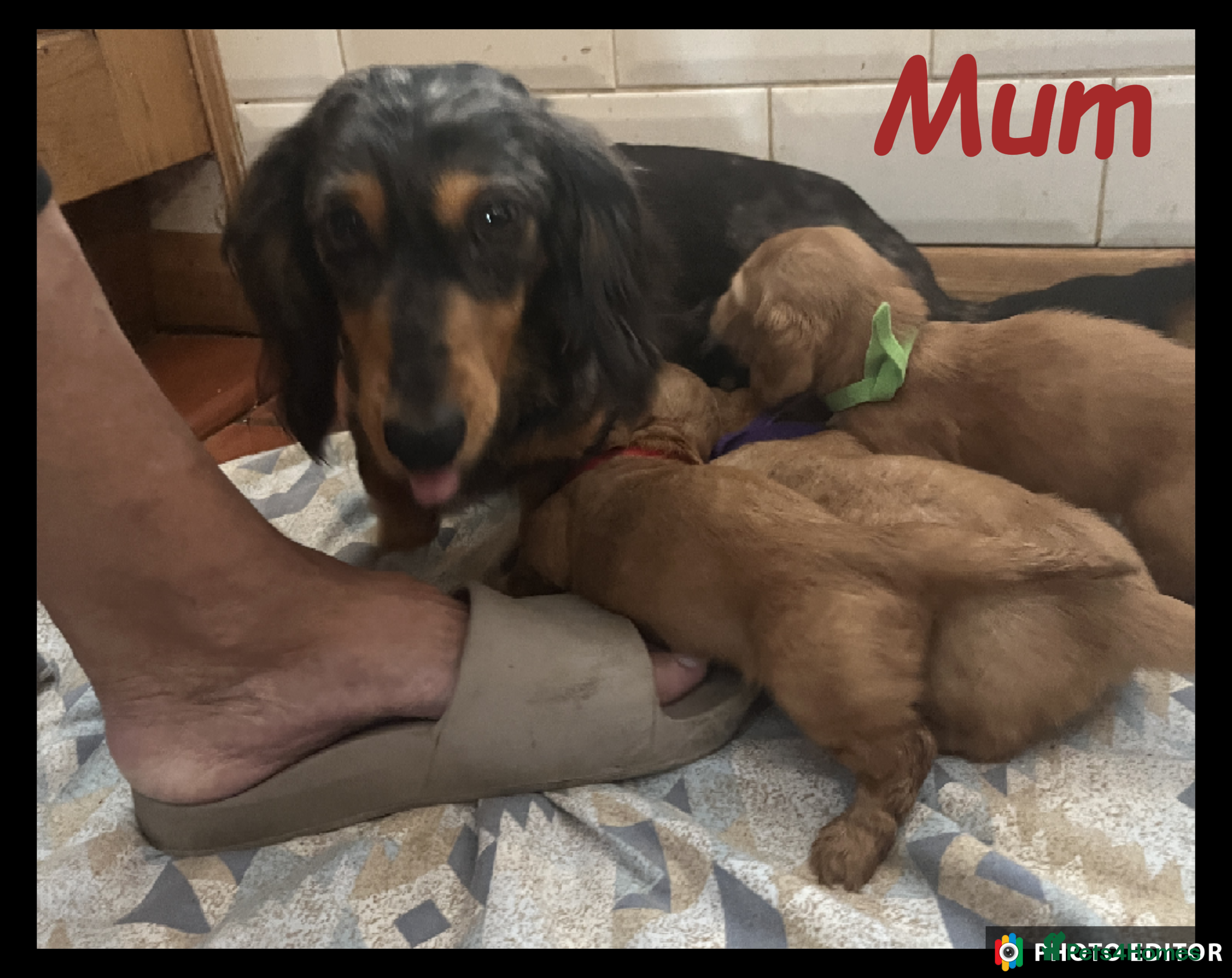 Miniature Dachshund dogs Miniature Dachshund puppies ⭐⭐ - Advert 2