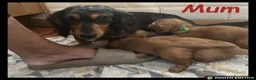 Miniature Dachshund dogs for sale: Miniature Dachshund puppies ⭐⭐ - Advert 2