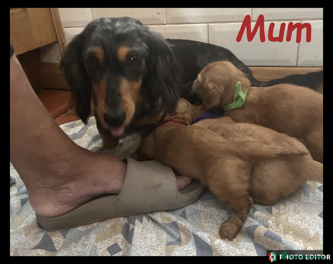 Miniature Dachshund dogs for sale: Miniature Dachshund puppies ⭐⭐ - Advert 2