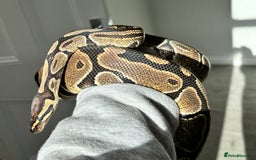 Snake reptiles for sale: 3 Snakes for rehoming  - Image 3