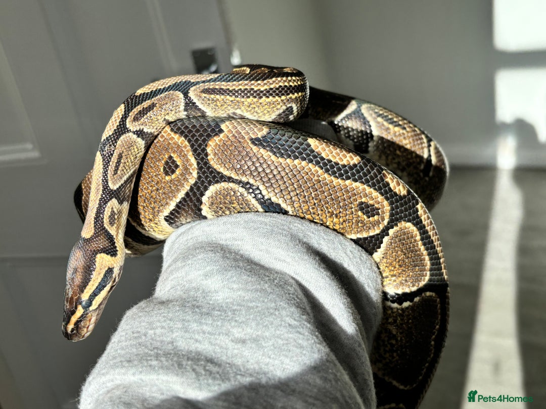 Snake reptiles for sale: 3 Snakes for rehoming  - Image 3