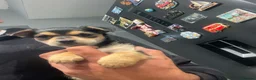 Jack Russell dogs for sale: Jack Russel puppy  - Advert 15
