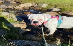 Boxer dogs for sale: Beautiful 2 year old girl boxer  - Image 9