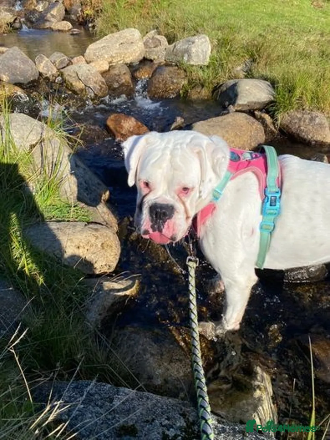 Boxer dogs for sale: Beautiful 2 year old girl boxer  - Image 9