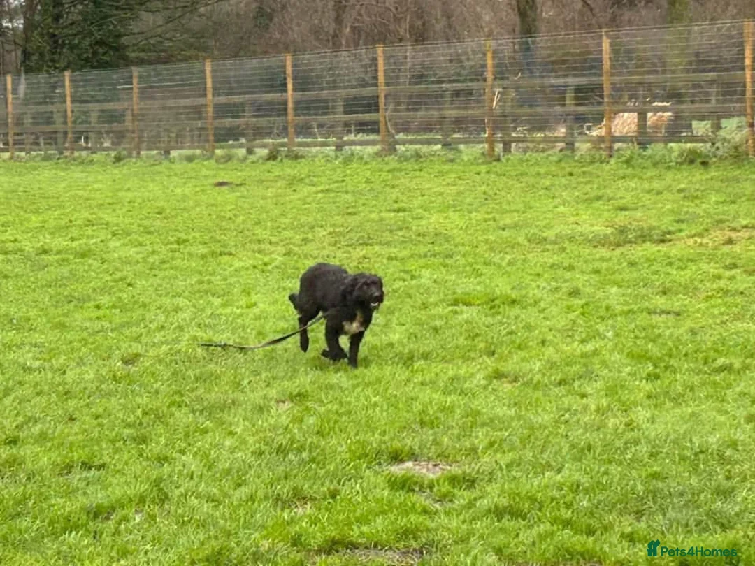 Mixed Breed dogs for adoption: Colby - Norwich Norfolk  in Norwich - Advert 2