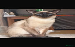 Siamese cats for stud: Beautiful wedged head Siamese boy for stud - Image 8
