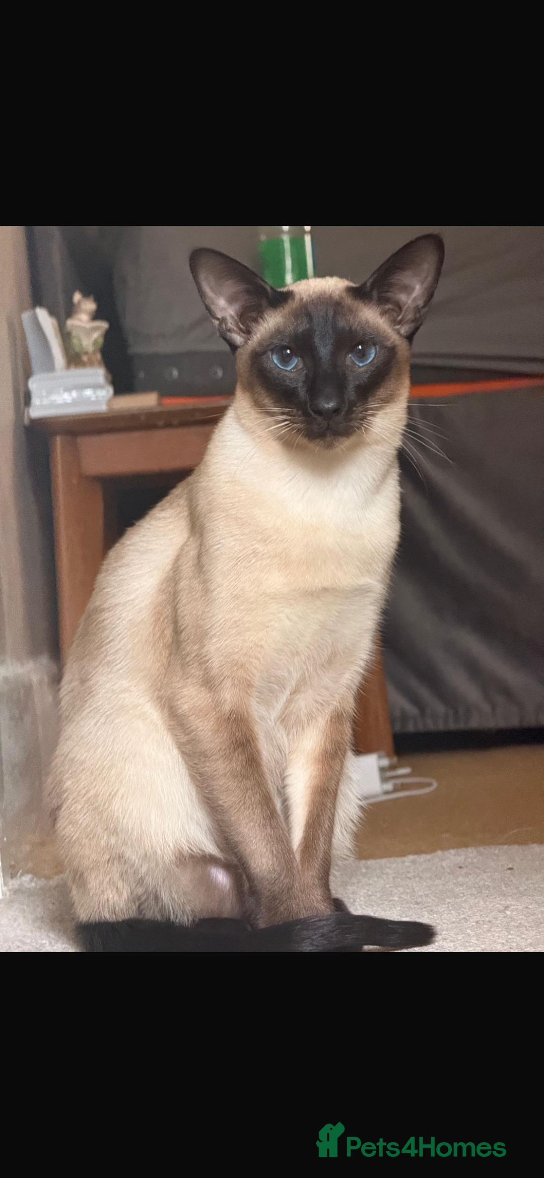 Siamese cats for stud: Beautiful wedged head Siamese boy for stud - Image 8