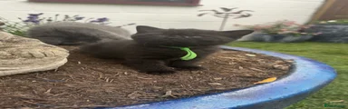 Green Collar (Boy) BLACK