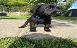 Labrador Retriever dogs for sale: KC Registered Black Labrador Pups 🐾 - Image 26