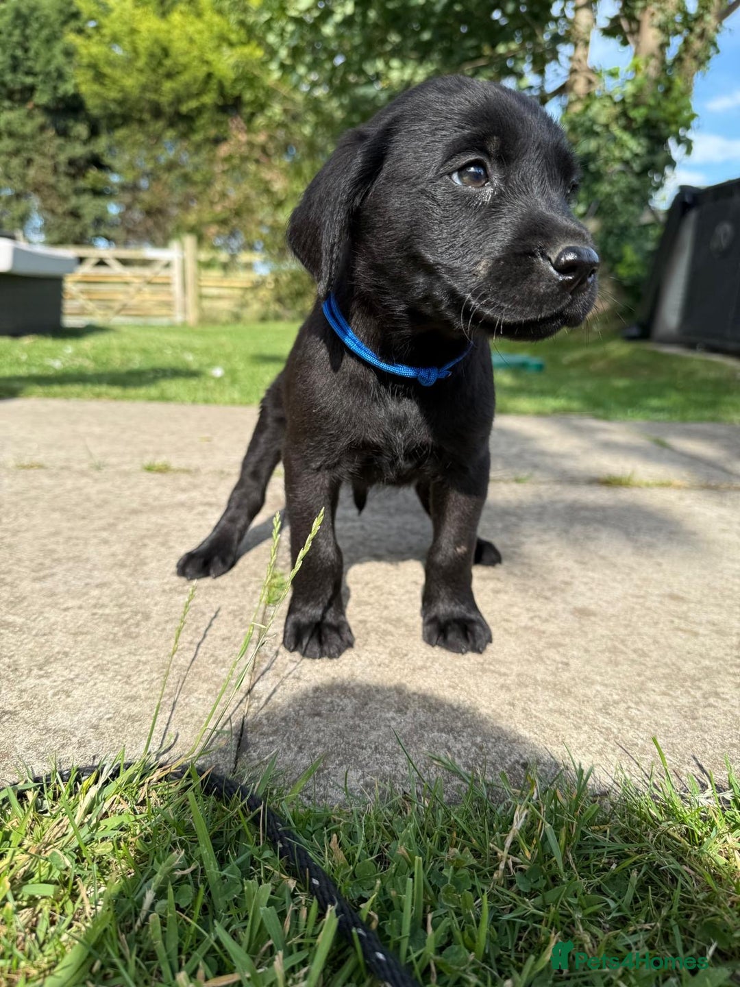 Labrador Retriever dogs for sale: KC Registered Black Labrador Pups 🐾 - Image 26