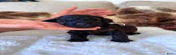 Miniature Poodle dogs for sale: Toy x Mini Poodle - Advert 15