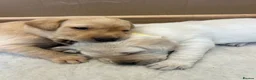 Labrador Retriever dogs for sale: Pedigree yellow Labrador Retriever Puppies  in Paignton - Advert 6