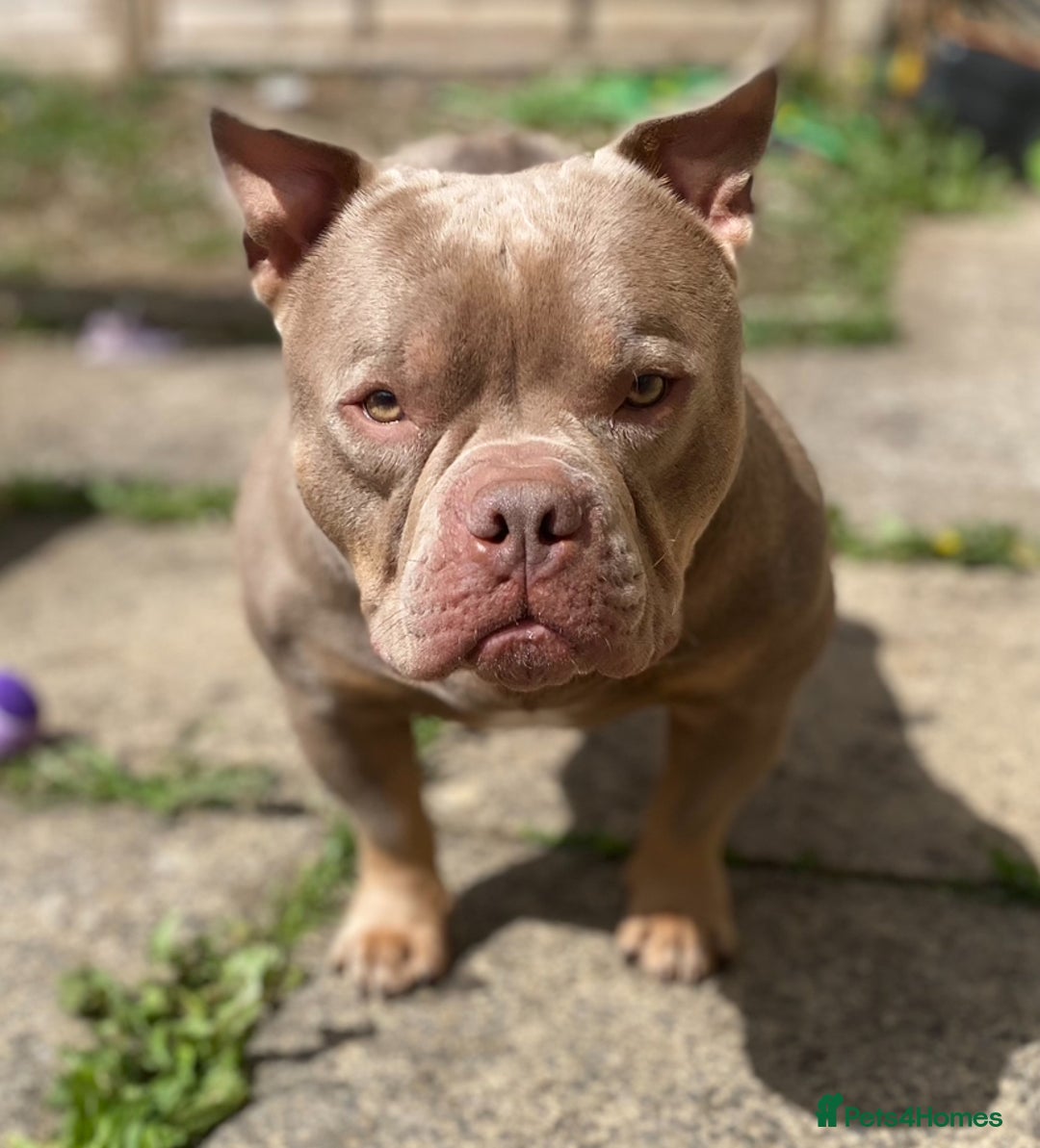 Mixed Breed dogs for sale: Champion blood line micro bully  - Image 2