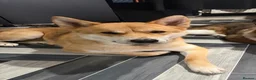 Japanese Shiba Inu dogs for sale: Regrettable sale of my boy  - Advert 6