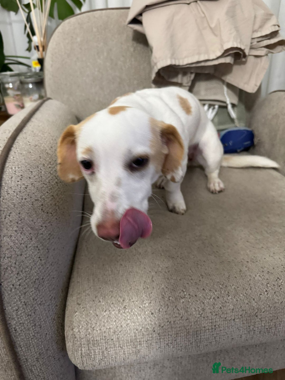 Dachshund dogs for adoption: 7 Months old, Dachshund Betty Readt to Adopt - Advert 2