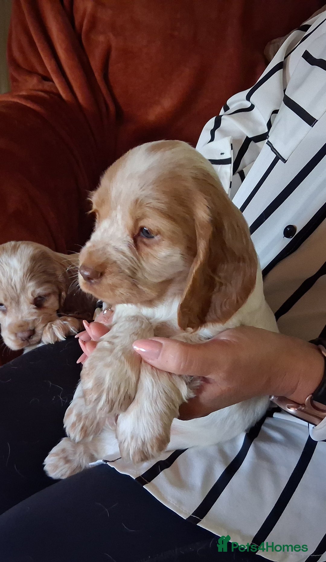 Sprocker dogs for sale: Sprocker pups for sale. - Advert 9