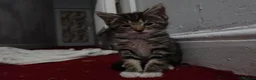 Domestic Shorthair cats for sale: Sweet little kittens looking new homes - Advert 10