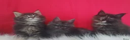 Maine Coon cats for sale: GCCF REGISTERED MAINE COON KITTENS FOR SALE  - Advert 3