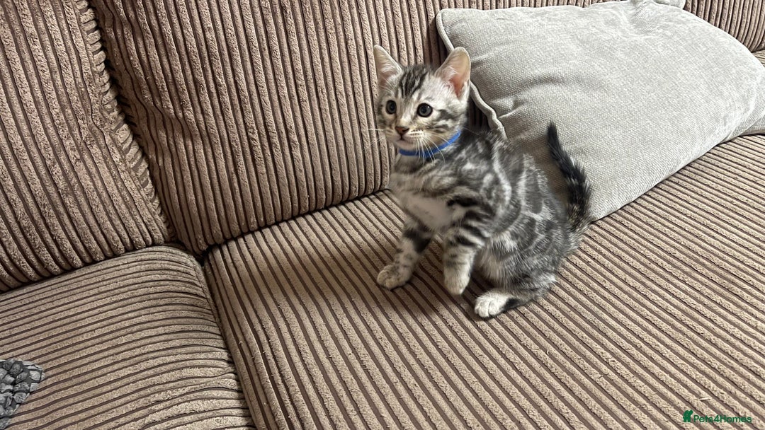 Bengal cats for sale: 🏡Stunning Tica registered Bengal Kittens  🐾 - Image 9