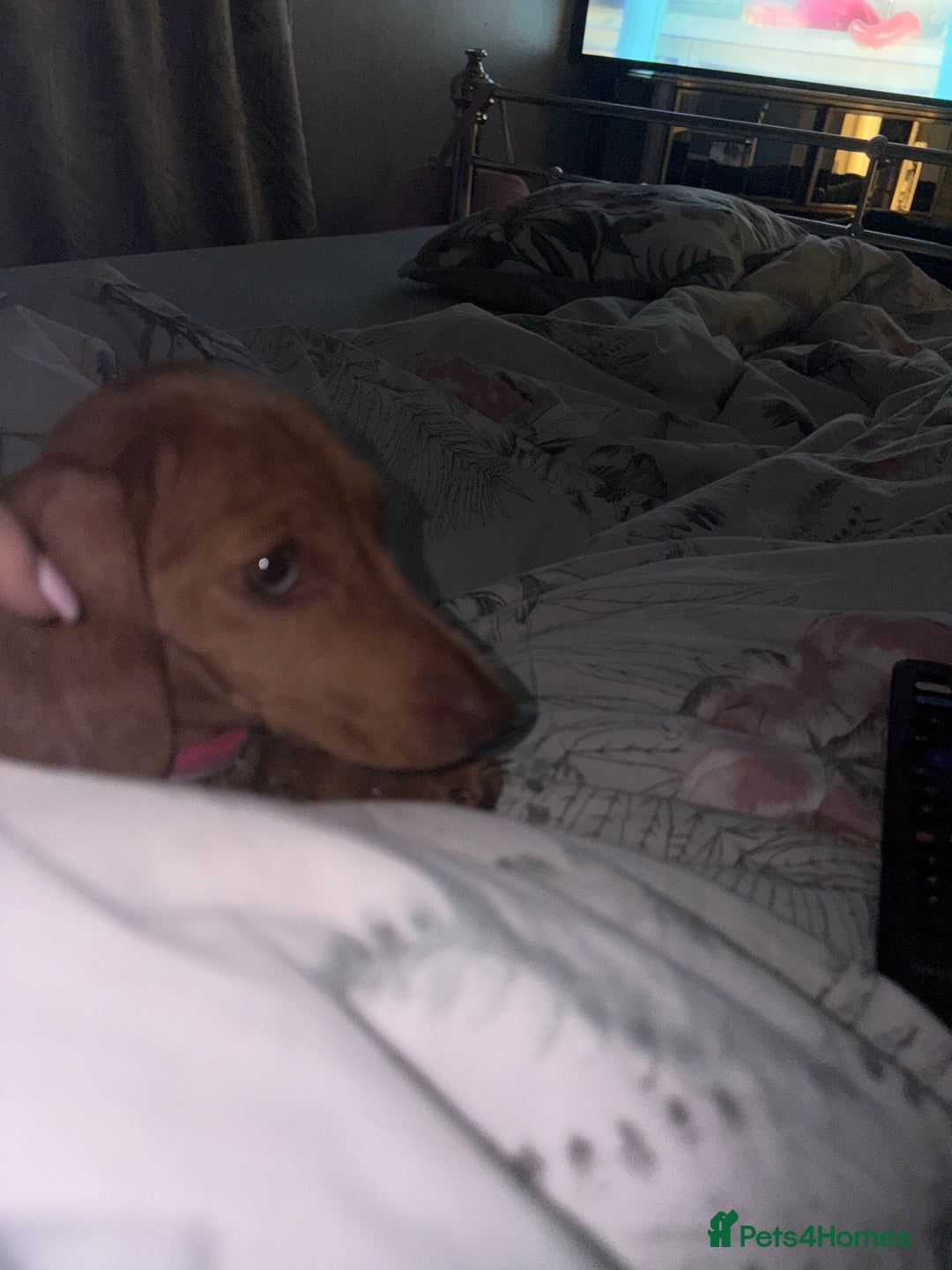 Miniature Dachshund dogs for sale: miniature dachshund  - Image 5