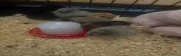 Chickens poultry for sale: 4 week old silkie chicks  - Advert 1
