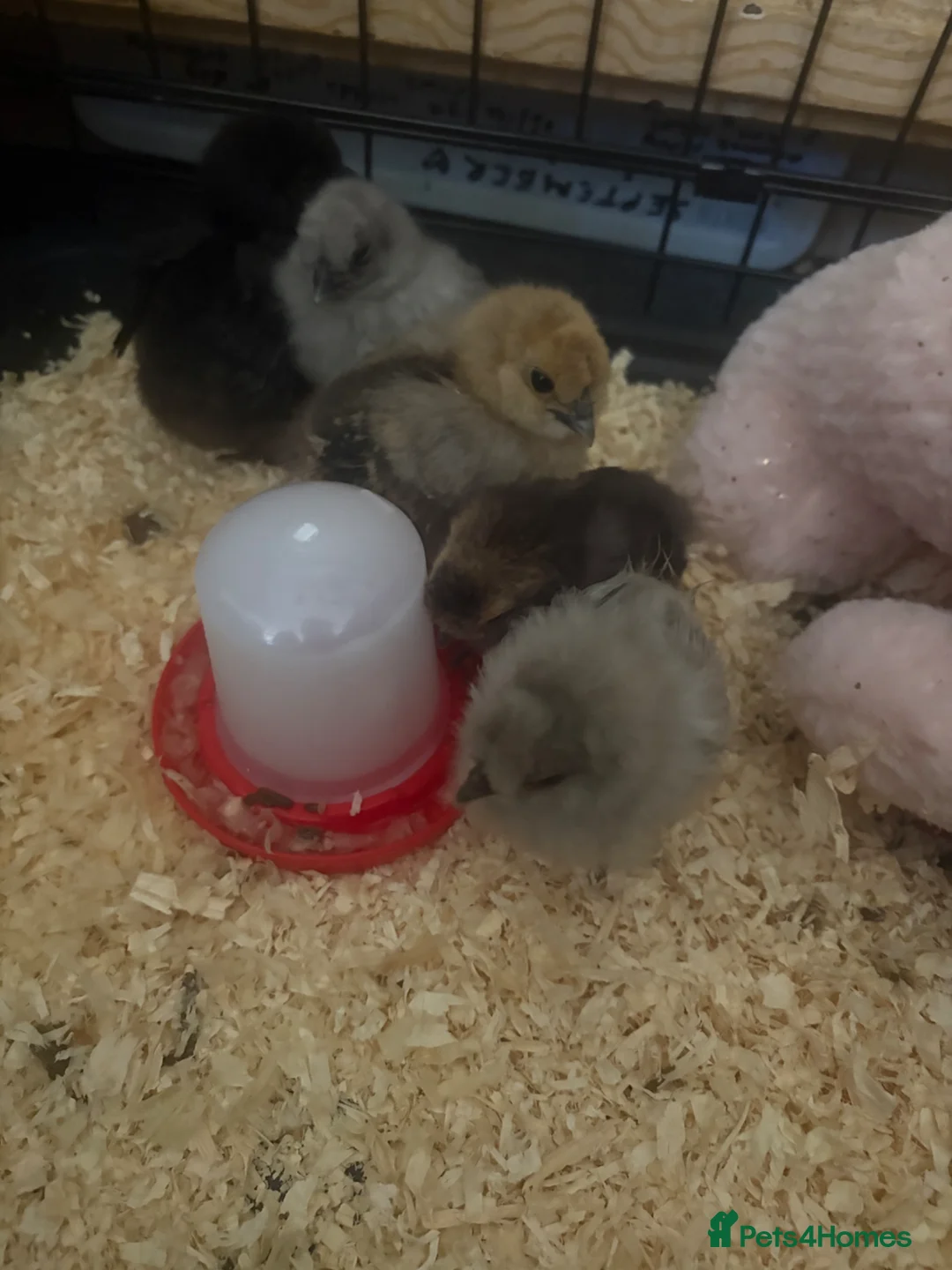 Chickens poultry for sale: 4 week old silkie chicks  - Advert 1