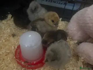 Chickens poultry 4 week old silkie chicks - Advert 5
