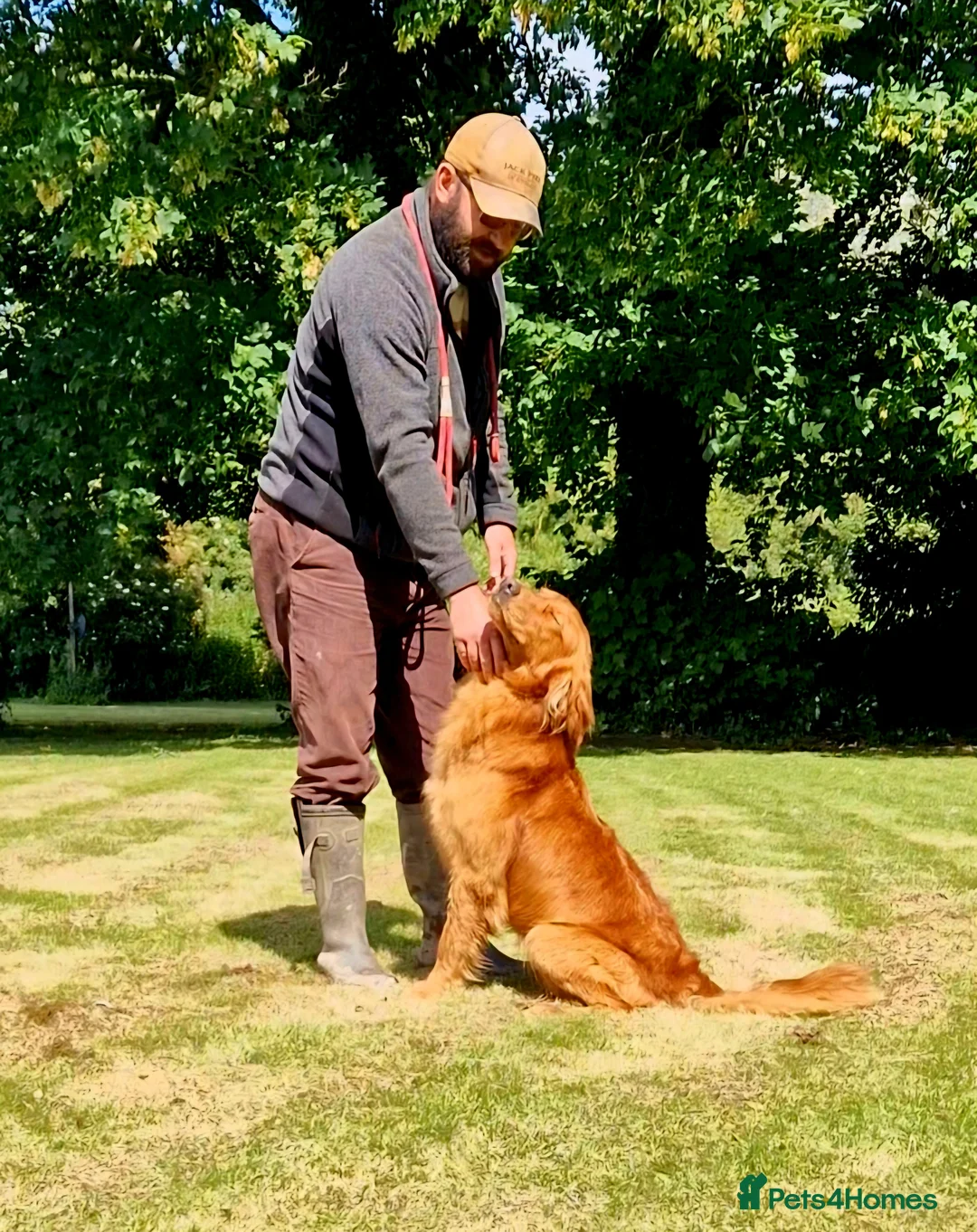 Golden Retriever dogs for stud: GENETICLLY PERFECT MOST HEALTH TESTED STUD DOG. in Doncaster - Advert 3