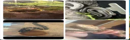 Mixed Breed reptiles for sale: UPDATED Multiple reptiles needing new homes - Advert 1