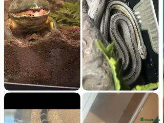 Mixed Breed reptiles UPDATED Multiple reptiles needing new homes - Advert 5