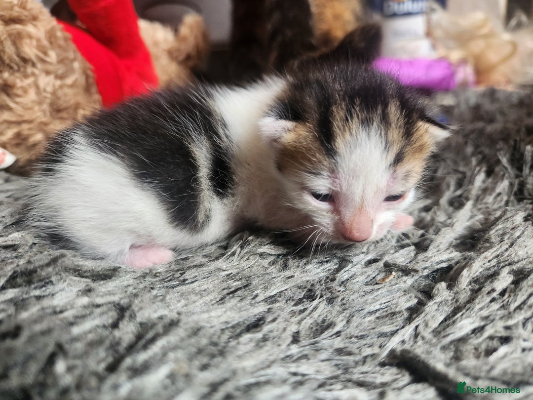 Mixed Breed cats for sale: Beautiful baby's looking for their forever homes  - Image 18