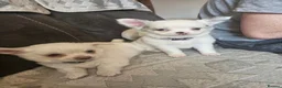 Chihuahua dogs for sale: 5 beautiful chihuahuas in Maidstone - Advert 8