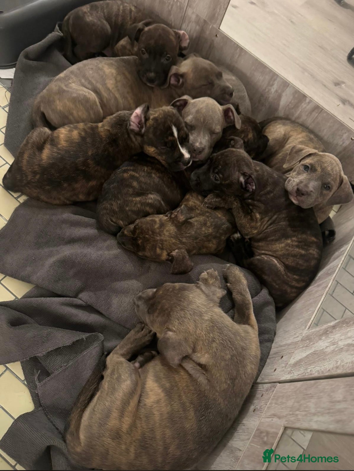 American Bully dogs 9 Beautiful American Bullies🤍 - Advert 6