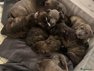 American Bully dogs 9 Beautiful American Bullies🤍 - Advert 1