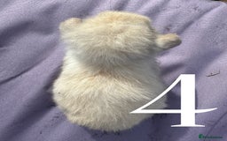 Mini Lop rabbits for sale: 5 Mini Lop baby rabbits ready 17th SEPT - Image 12
