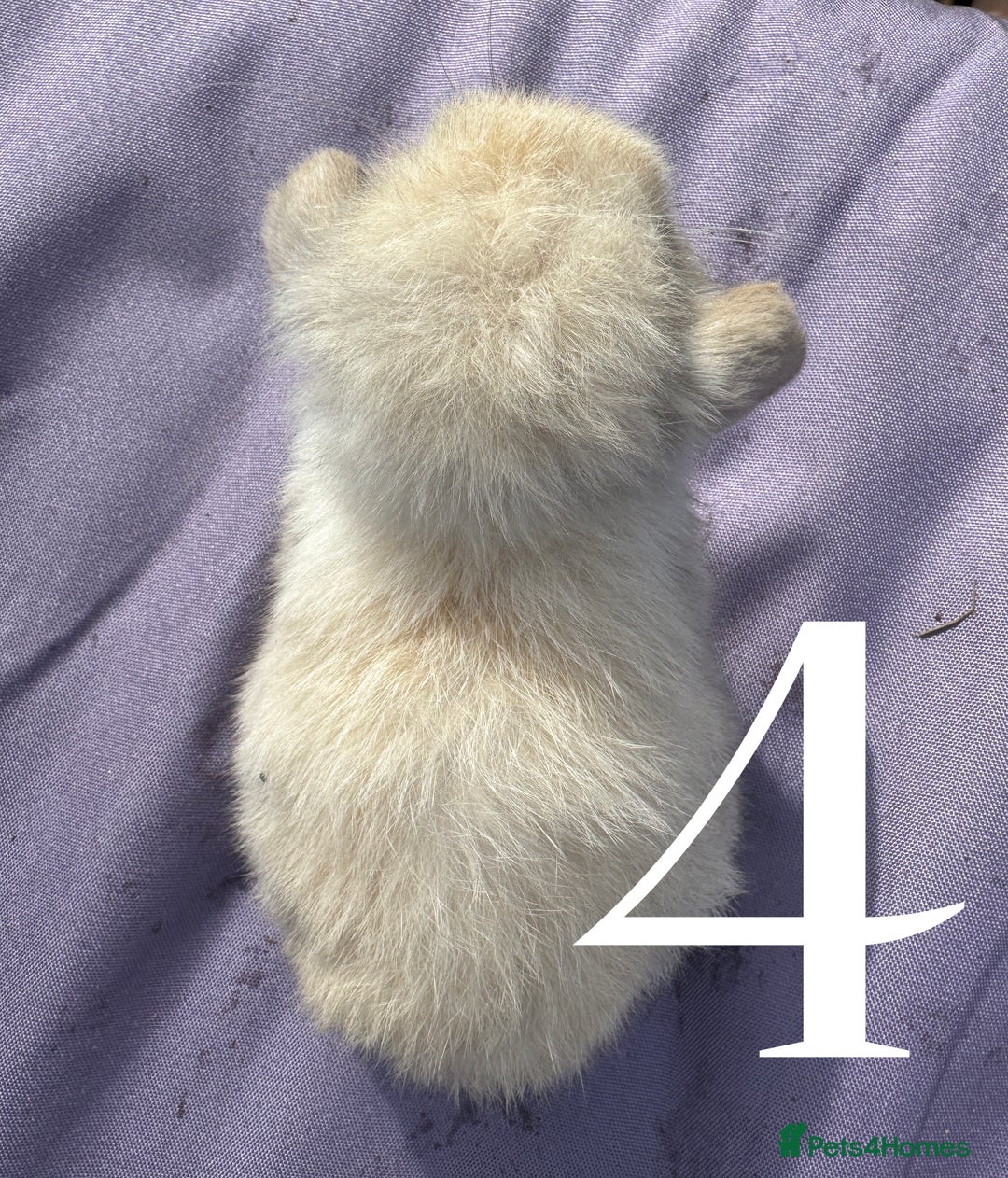 Mini Lop rabbits for sale: 5 Mini Lop baby rabbits ready 17th SEPT - Image 12