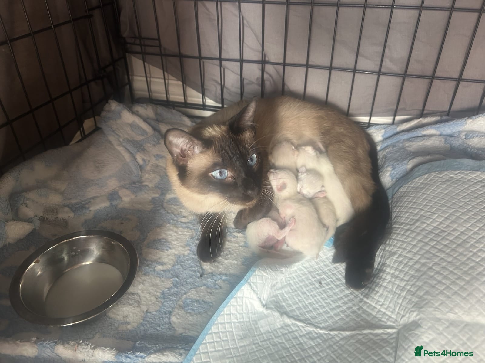 Siamese cats Stunning Siamese Kittens 1 female,3 male available - Advert 1