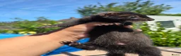 Ferret rodents for sale: 2 beautiful self black Ferret Kits - Advert 12