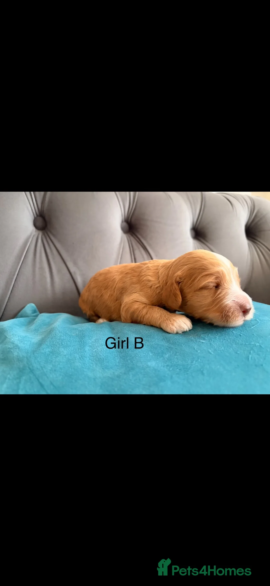 Cockapoo dogs for sale: Cockapoo puppies F1 - Advert 2
