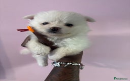Pomchi dogs for sale: Beautiful Fluffy Pomchis - Image 24