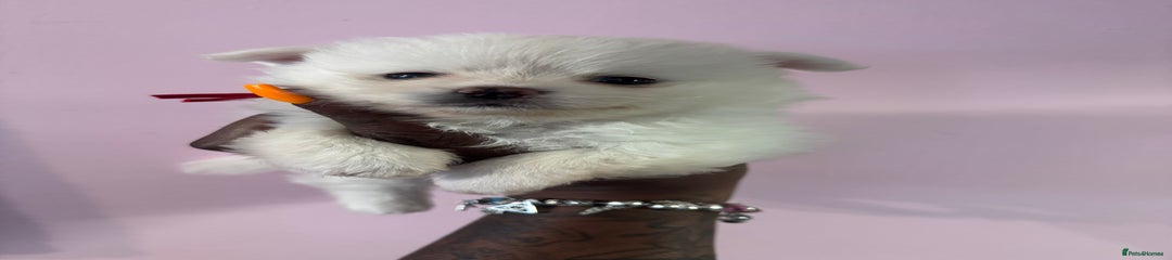 *SOLD* Pomchi Puppy 3 red