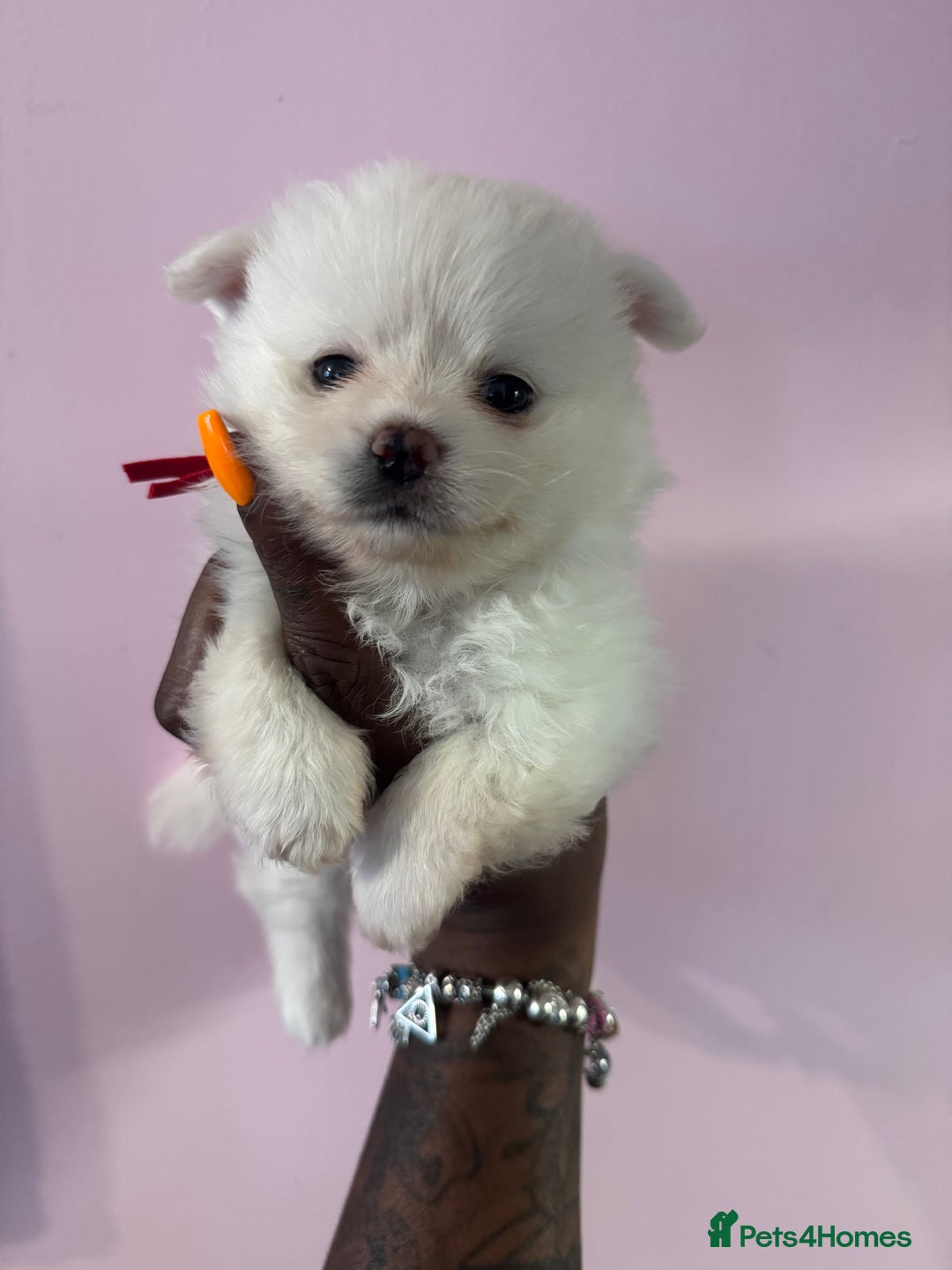Pomchi dogs for sale: Beautiful Fluffy Pomchis - Image 24