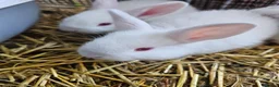 New Zealand rabbits for sale: New Zealand White (different bloodlines available) - Advert 2