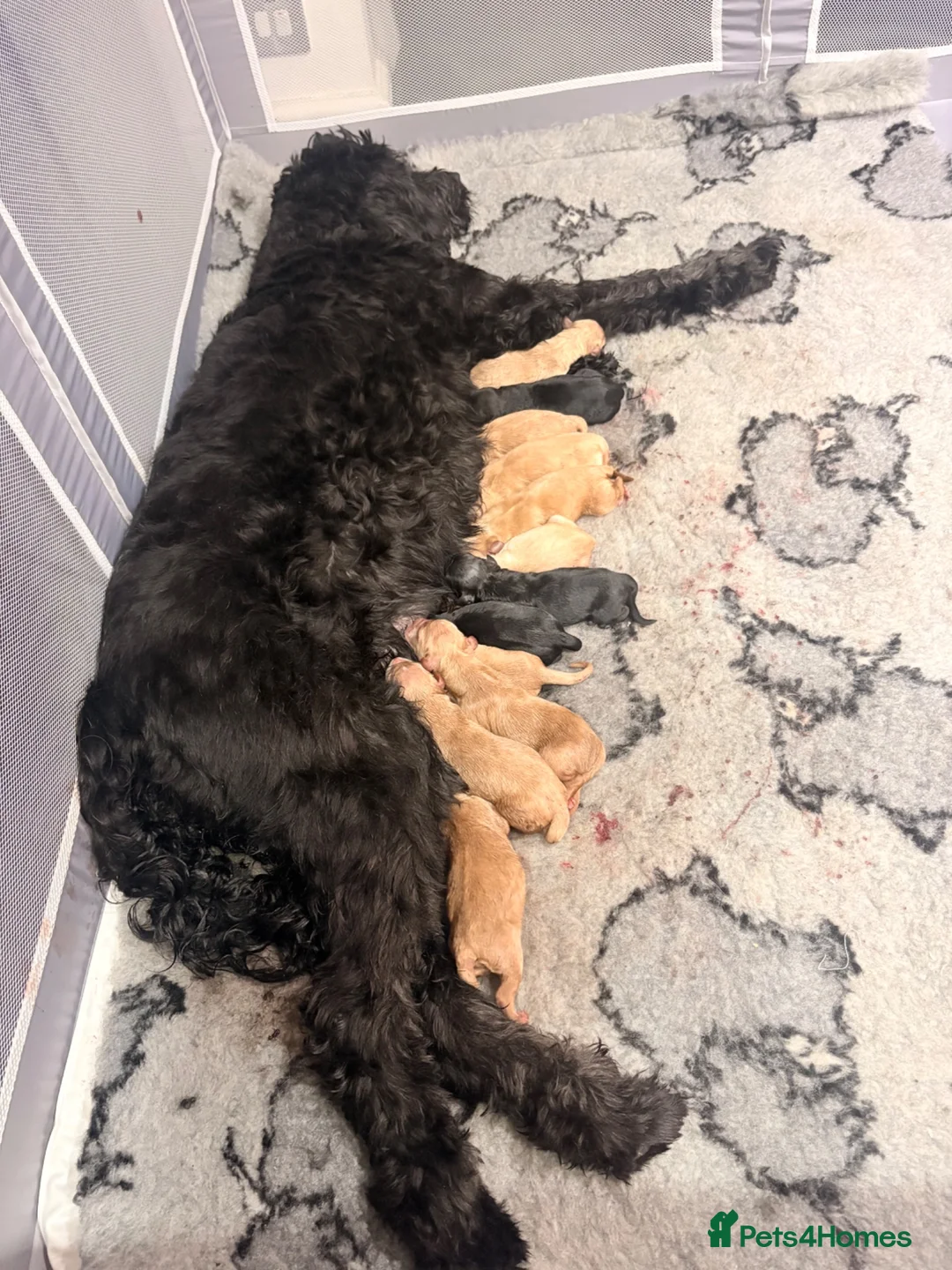 Mini Goldendoodle dogs for sale: LAST REMAINING BOY… massively reduced  - Advert 5